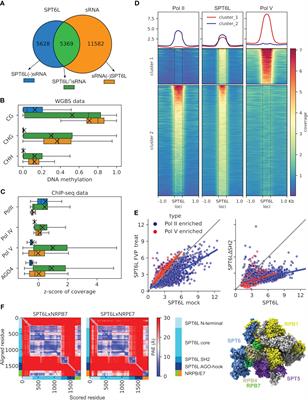 SPT6L, a newly discovered ancestral component of the plant RNA-directed DNA methylation pathway